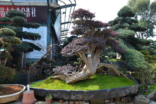 蕭山花木城樹盆景與花木盆景的藝術(shù)之美