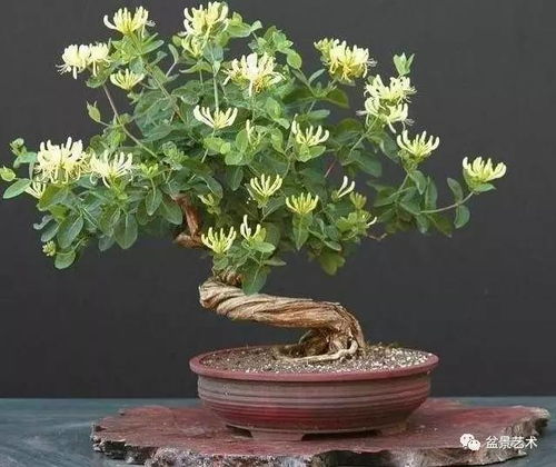花木不生根怎么辦